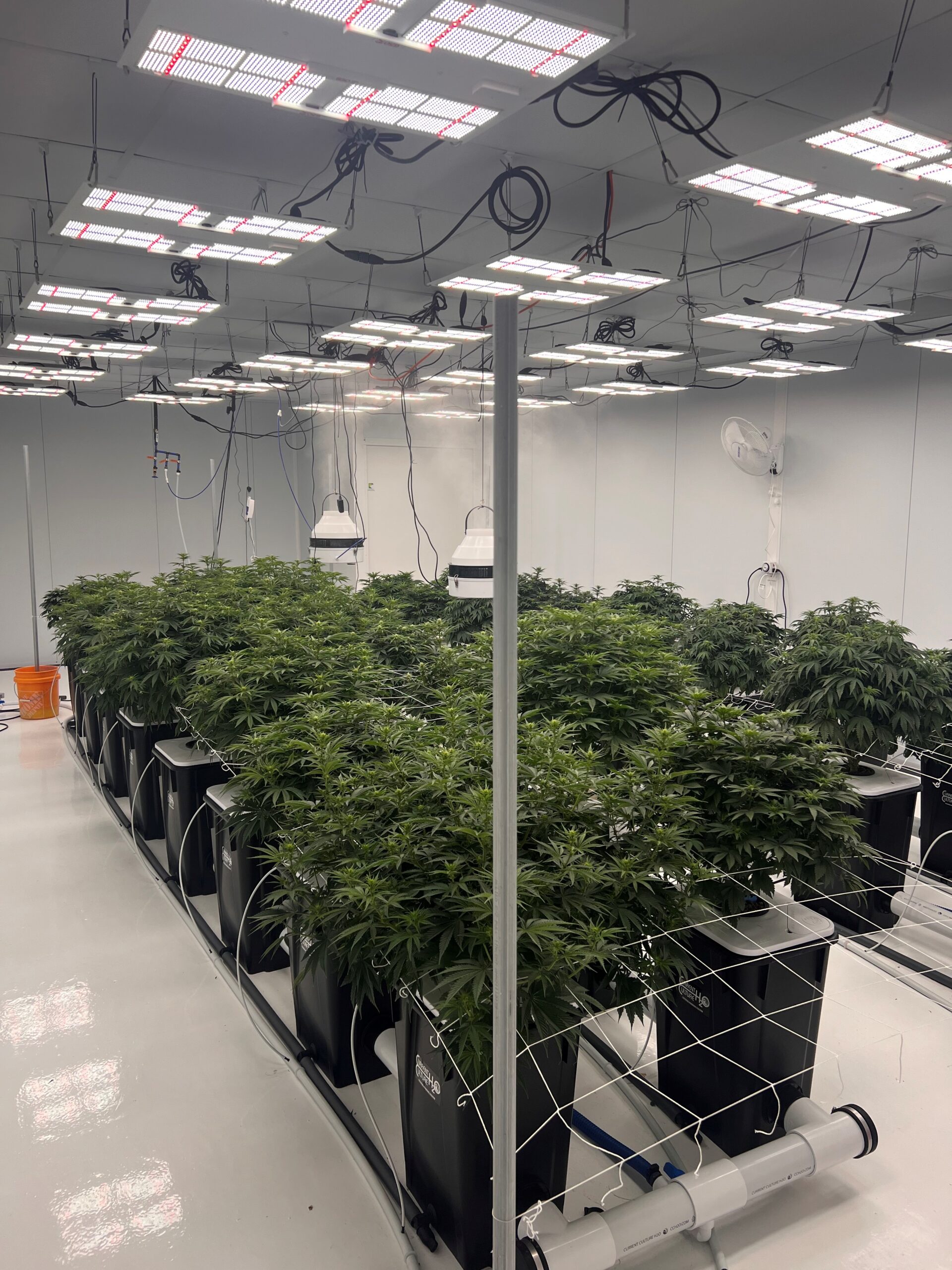 Cannabis Grow Room